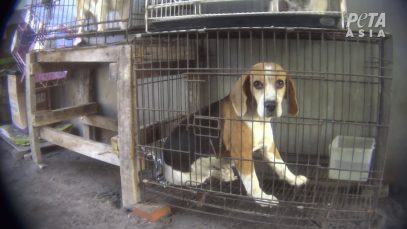 PETA Exposes Abuse in Indonesian Puppy Mills