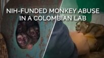 PETA Uncovers Misery, Questionable Science in Colombian Monkey Lab Bankrolled by NIH