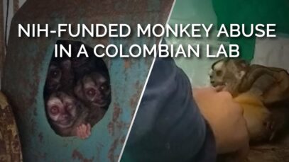 PETA Uncovers Misery, Questionable Science in Colombian Monkey Lab Bankrolled by NIH