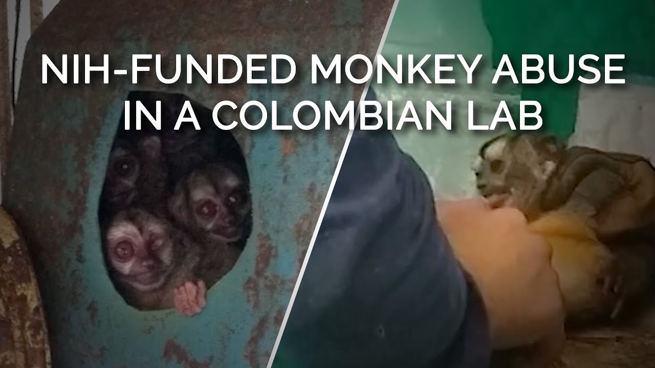 PETA Uncovers Misery, Questionable Science in Colombian Monkey Lab ...