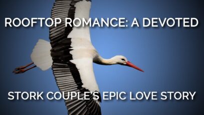 Rooftop Romance: A Devoted Stork Couple’s Epic Love Story