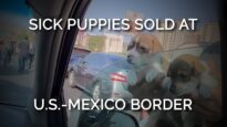 Sick Puppies Are Being Sold at the U.S.-Mexico Border