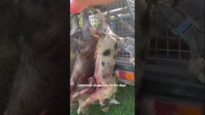 Stop savage 'pig dogging' in Australia
