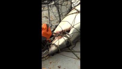 The U.S. government has officially banned the deadliest driftnets!