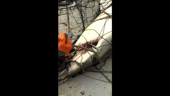 The U.S. government has officially banned the deadliest driftnets!