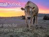 Wins for Animals in 2022 – Animal Outlook