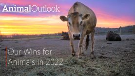 Wins for Animals in 2022 – Animal Outlook