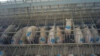 27 days in sow stalls (Midland)