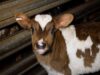 Australian Dairy Farming exposed (5 min)
