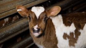 Australian Dairy Farming exposed (5 min)