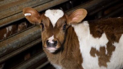 Australian Dairy Farming exposed (10 min)