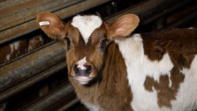 Australian Dairy Farming exposed (2 min)