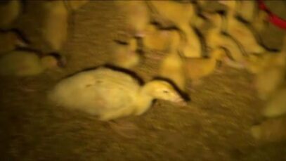 Australian Duck Farming NSW – Nov 2012