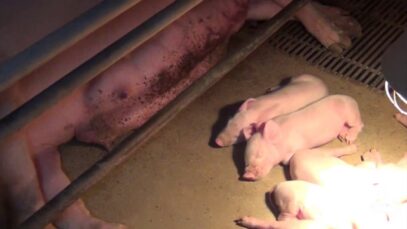 Australian farrowing crates, Lansdowne Piggery NSW, 2013