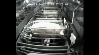 Behaviour of sows in farrowing crates