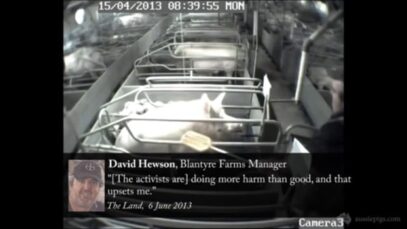 Blantyre Farms’ Golden Grove Piggery, Young NSW 2013