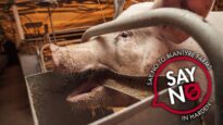 Blantyre Farms Piggeries – Say No 2020