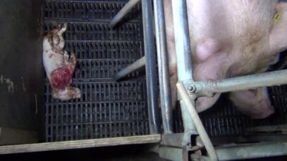 Brentwood Piggery, near Dalby QLD, 2013 – Australian pig farming