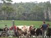 Calf separation on Tasmanian dairy farms