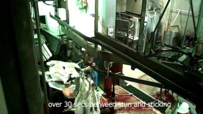 Carey Bros slaughterhouse, near Warwick QLD – original footage