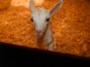 Cibus Goats, Trafalgar VIC 2019 (short edit)
