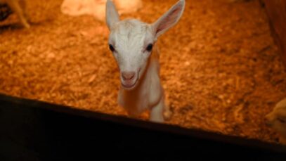 Cibus Goats, Trafalgar VIC 2019 (short edit)