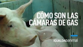 ¿Cómo son las cámaras de Co2 de los MATADEROS de cerdos?