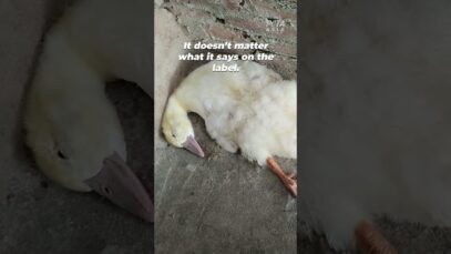 Down Means Death for Ducks and Geese
