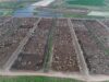 Drone flyover at Lemontree Feedlot, QLD, late 2017