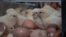 Eggs Exposed: Australian Hatcheries