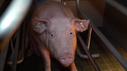 Farrowing crates (Midland)