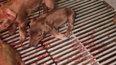 Farrowing Crates – Yelmah Piggery SA 2015-16
