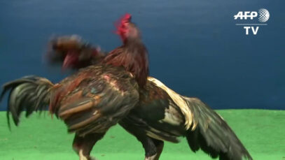 Feathers fly over Thailand’s lucrative cockfighting pits
