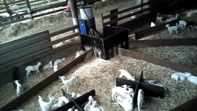 Goat disbudding – media edit