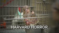 Harvard Horror