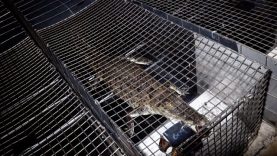 Hermès Crocodile Farming Exposed