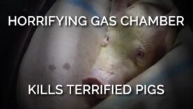 Horrifying Gas Chamber Kills Terrified Pigs