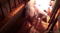Huntly Piggery VIC 2013