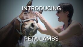 Introducing PETA LAMBS, PETA’s Christian Outreach Division for Animal Advocates of Faith
