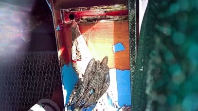 Janamba croc farm – slaughter 2021