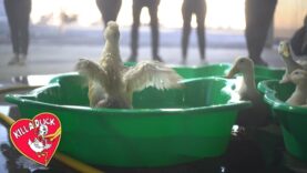 ‘Kill-a-Duck’: Activists raid Luv-a-Duck slaughterhouse