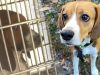 Lab breeding dog becomes lap dog: Franny (4,000 beagles)