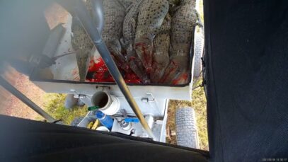 Lagoon croc farm – slaughter 2021