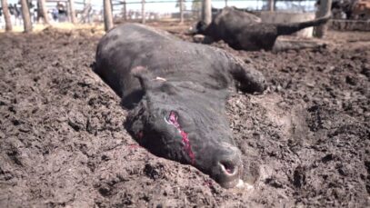 Lemontree Feedlot QLD – short edit