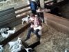 Lochaber Goat Farm, Meredith Dairy, VIC 2019 (long)