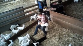 Lochaber Goat Farm, Meredith Dairy, VIC 2019 (long)