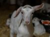 Lochaber Goat Farm, Meredith Dairy, VIC 2019 (short)