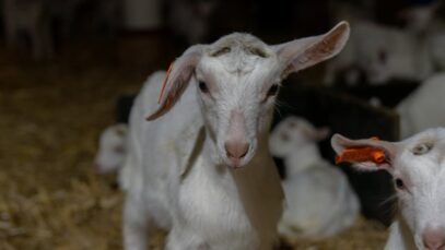 Lochaber Goat Farm, Meredith Dairy, VIC 2019 (short)