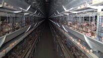 LPC’s Kingsland Egg Farm, near Young NSW, 2013