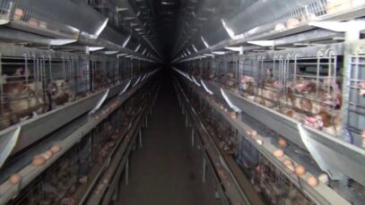LPC’s Kingsland Egg Farm, near Young NSW, 2013